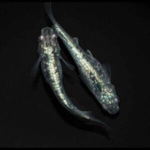 現物販売：メダカ「レックウザ　１ペア」