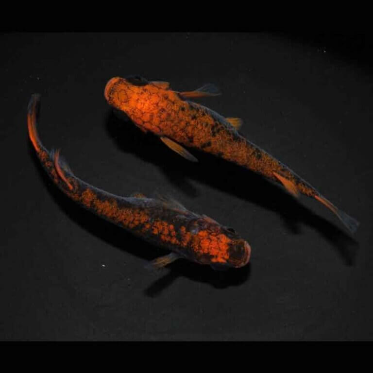 現物販売：メダカ「来光×GOD　１ペア」