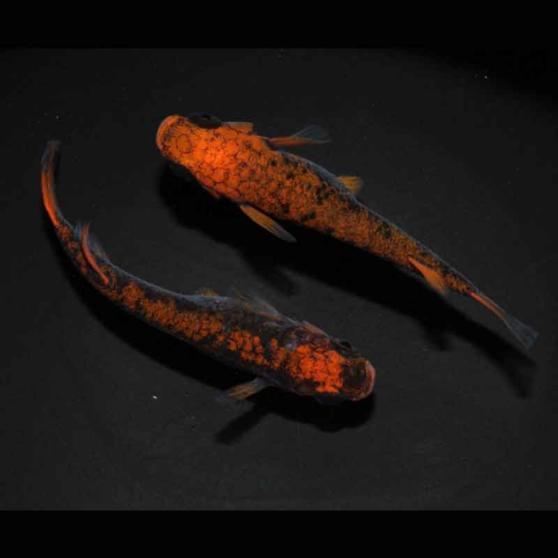 現物販売：メダカ「来光×GOD　１ペア」