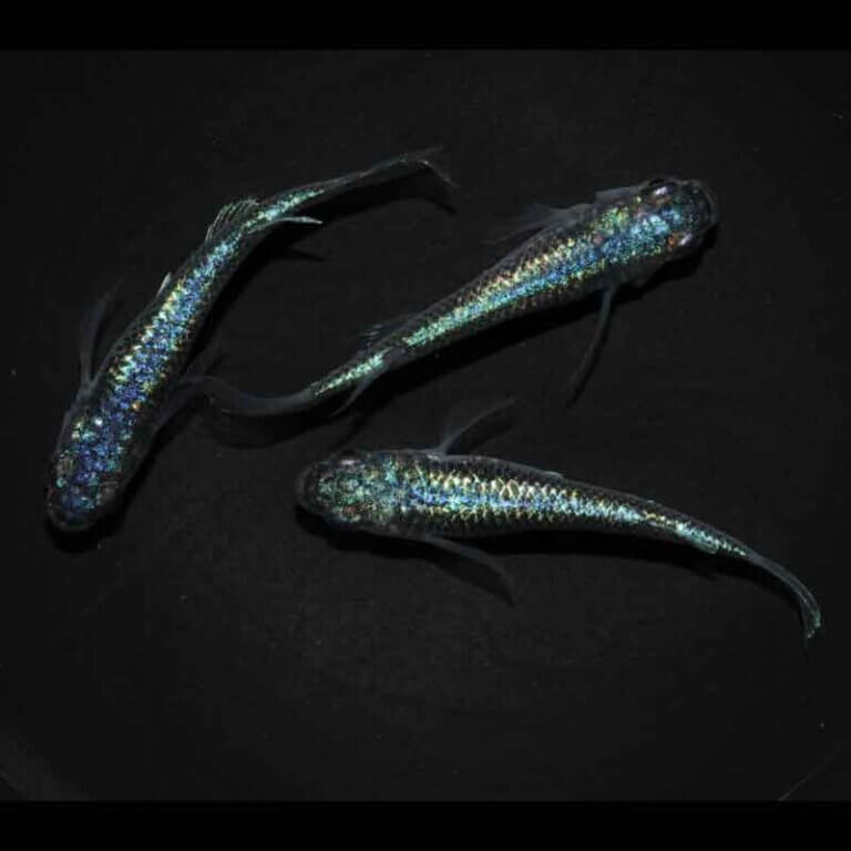 現物販売：メダカ「極上ネプチューンヒレ長　(若魚)　１ペア＋１」