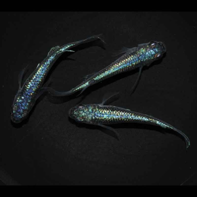 現物販売：メダカ「極上ネプチューンヒレ長　(若魚)　１ペア＋１」