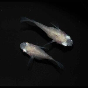 現物販売：メダカ「紅ほっぺ　半ダルマ／ダルマ　１ペア」