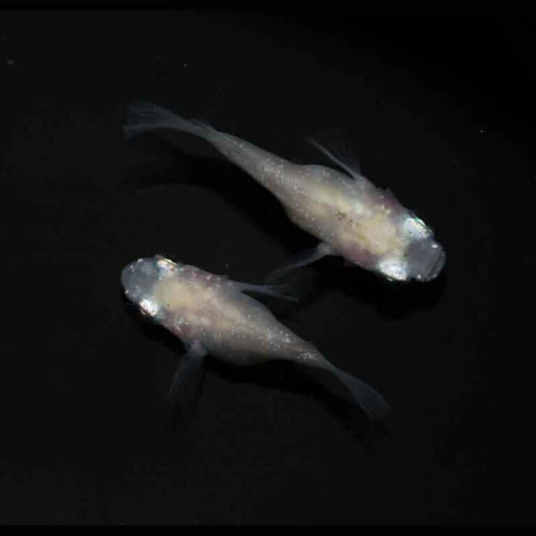 現物販売：メダカ「紅ほっぺ　半ダルマ／ダルマ　１ペア」