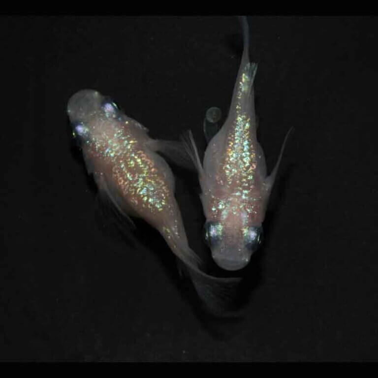 現物販売：メダカ「ピンクサファイア　半ダルマ／ダルマ　１ペア」