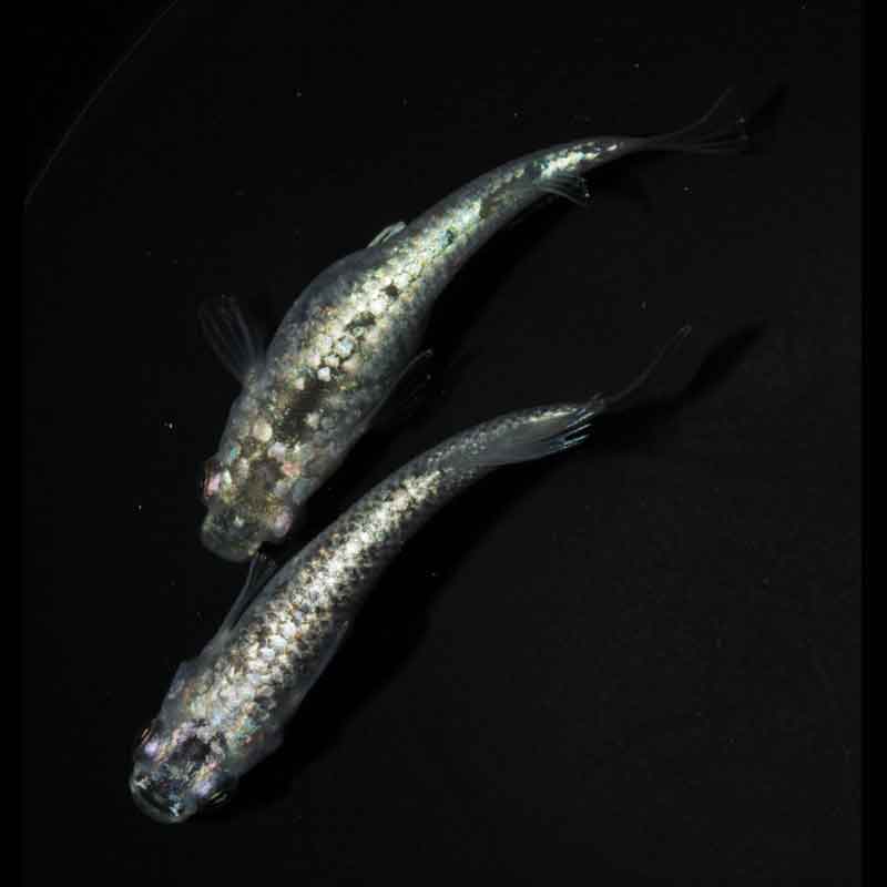 現物販売：メダカ「レックウザ　１ペア」