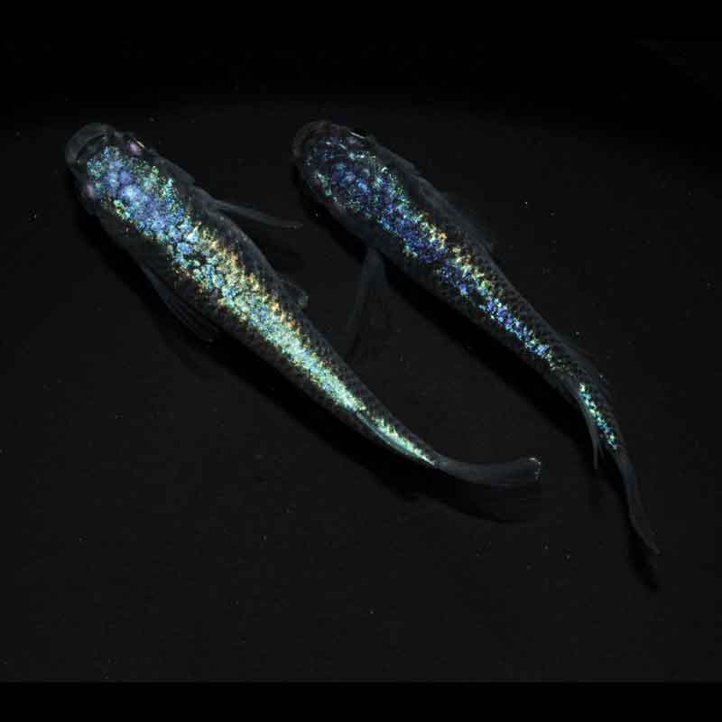 現物販売：メダカ「極上　ネプチューン　１ペア」