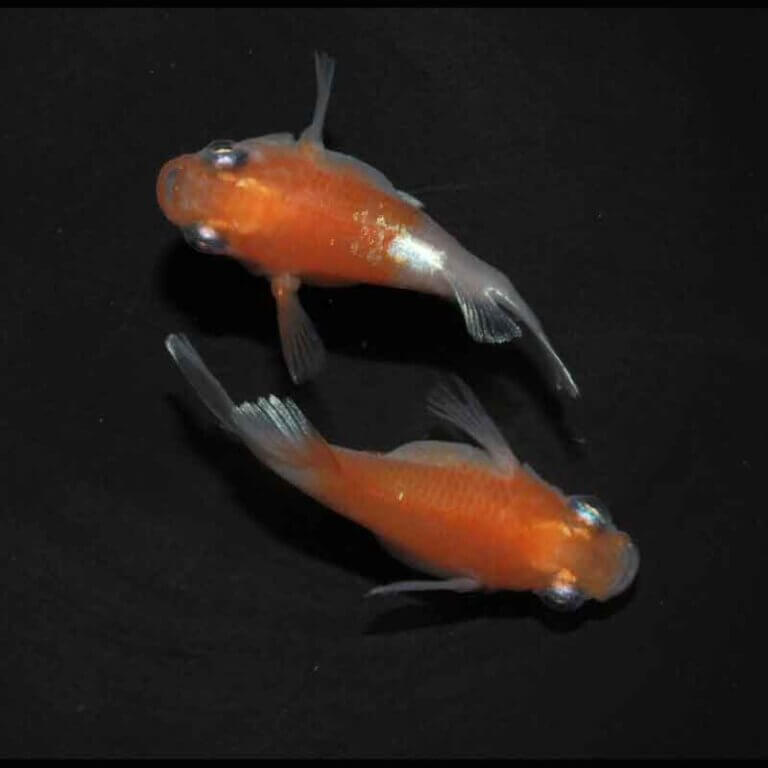 現物販売：メダカ「レッドクリフ紅白　半ダルマ／ダルマ　１ペア」