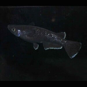 現物販売：メダカ「曜変天目　１ペア」