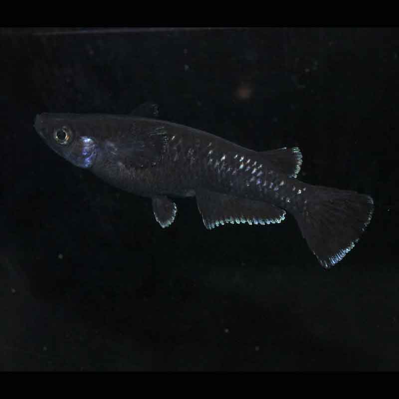 現物販売：メダカ「曜変天目　１ペア」