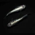 現物販売：メダカ「レックウザ　１ペア」
