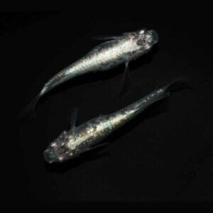 現物販売：メダカ「レックウザ　１ペア」