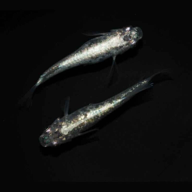 現物販売：メダカ「レックウザ　１ペア」