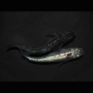 現物販売：メダカ「クロノス　１ペア」