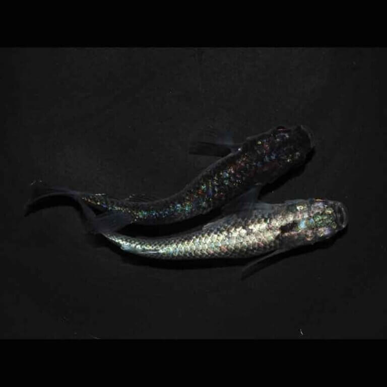 現物販売：メダカ「クロノス　１ペア」