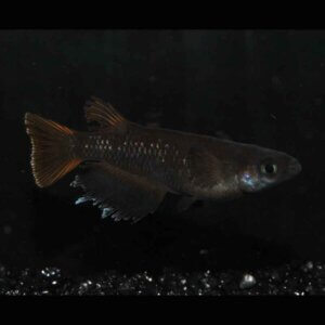 現物販売：メダカ「オランジェ　１ペア」