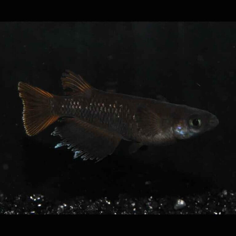 現物販売：メダカ「オランジェ　１ペア」