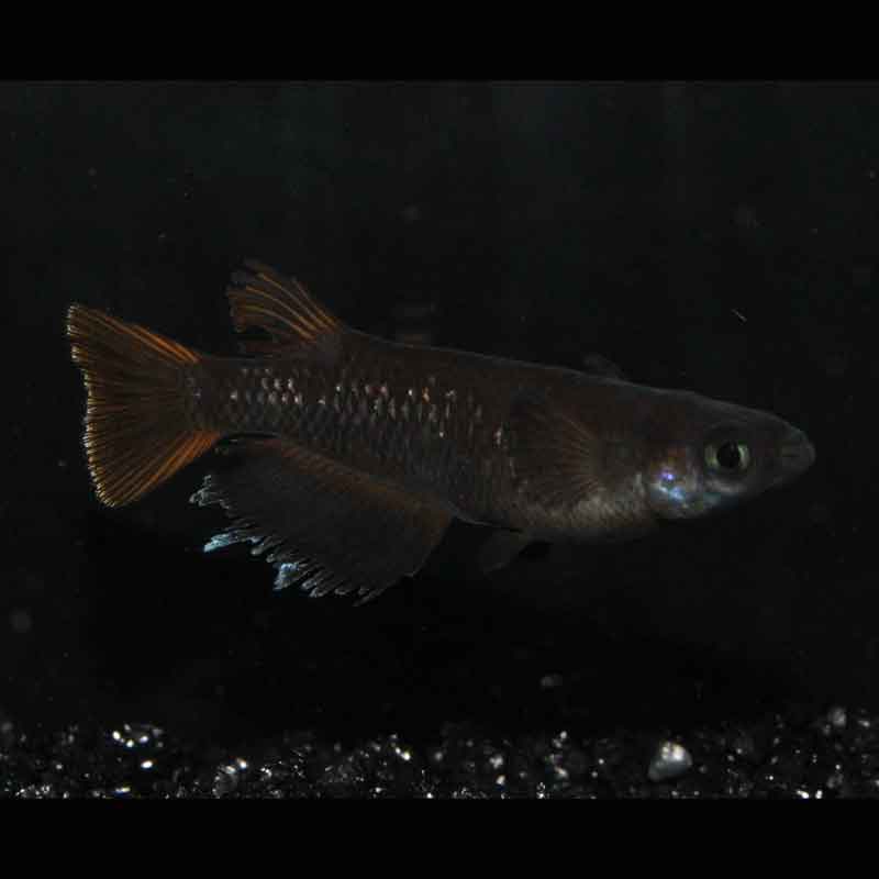 現物販売：メダカ「オランジェ　１ペア」