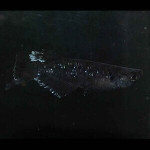 現物販売：メダカ「曜変天目　１ペア」