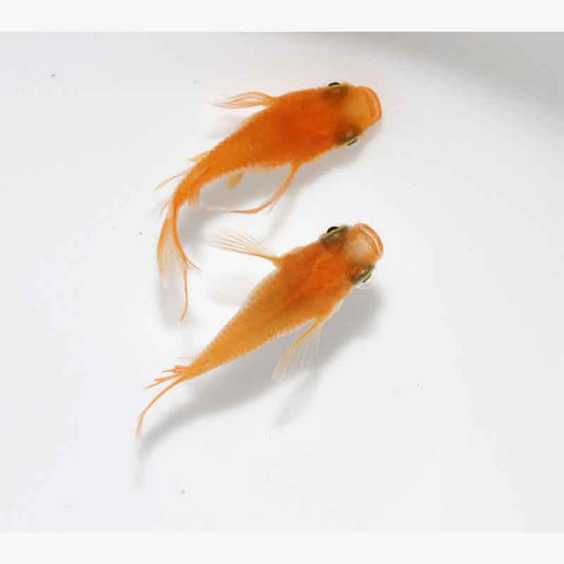 現物販売：メダカ「ふ～は～ 半ダルマ／ダルマ 1ペア