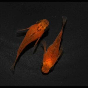 現物販売：メダカ「紅薊　半ダルマ／ダルマ　１ペア」