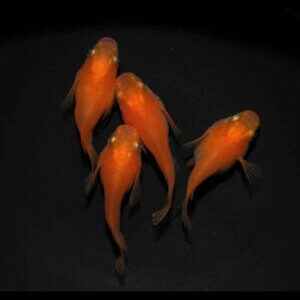 現物販売：メダカ「鬼赤楊貴妃　半ダルマ／ダルマ　２ペア」