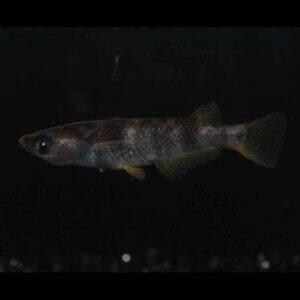 現物販売：メダカ「AW03　１ペア」