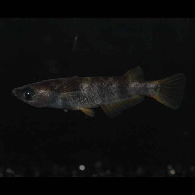 現物販売：メダカ「AW03　１ペア」