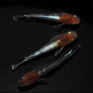 現物販売：メダカ「鏡花菊　１ペア＋１」