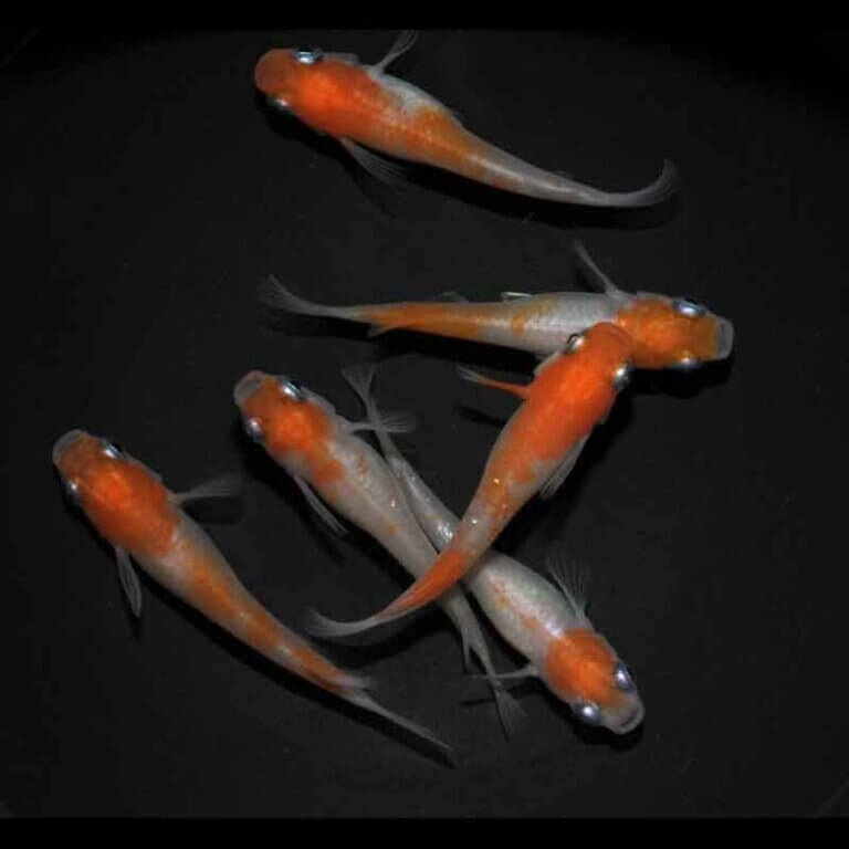 現物販売：メダカ「雲州紅白　３ペア」