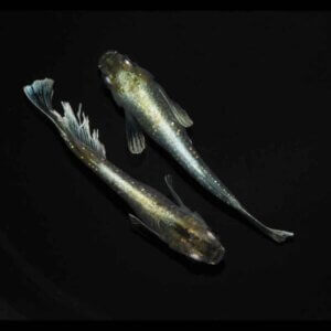 現物販売：メダカ「春菊(はるぎく)　１ペア」