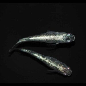 現物販売：メダカ「レックウザ　１ペア」