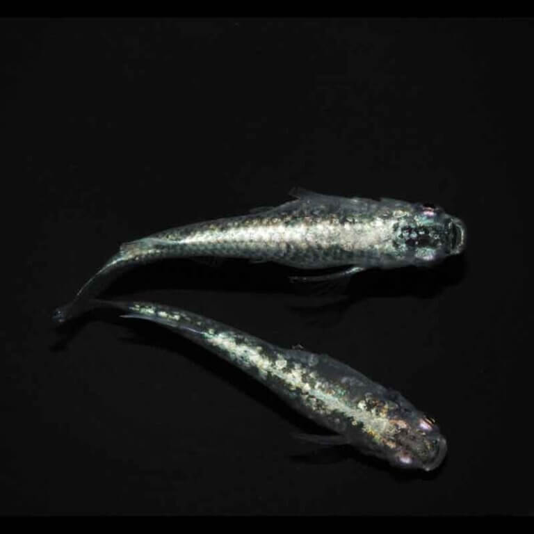 現物販売：メダカ「レックウザ　１ペア」