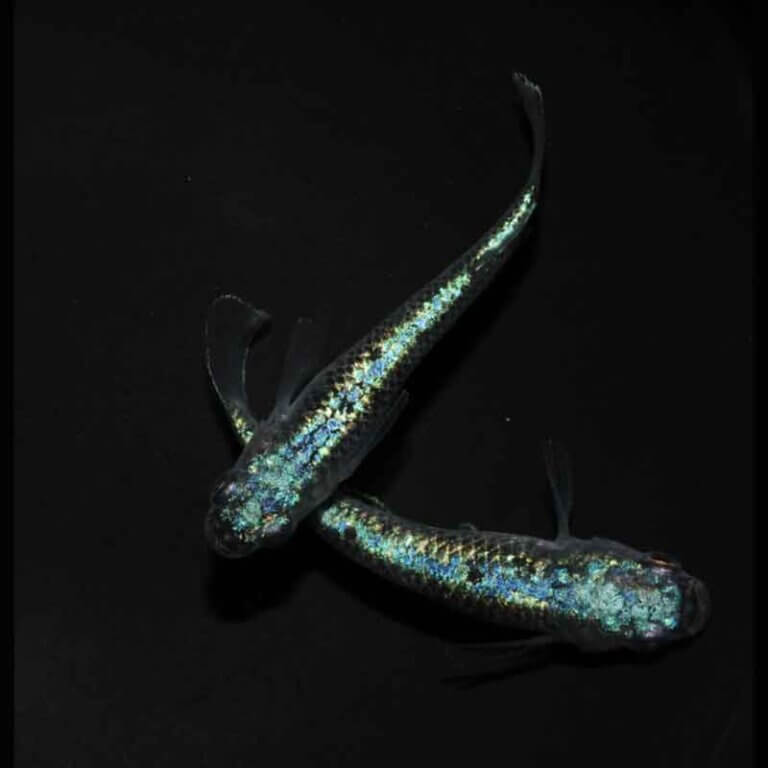 現物販売：メダカ「極上ネプチューン　１ペア」