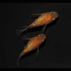 現物販売：メダカ「サンシャイン　半ダルマ／ダルマ　１ペア」