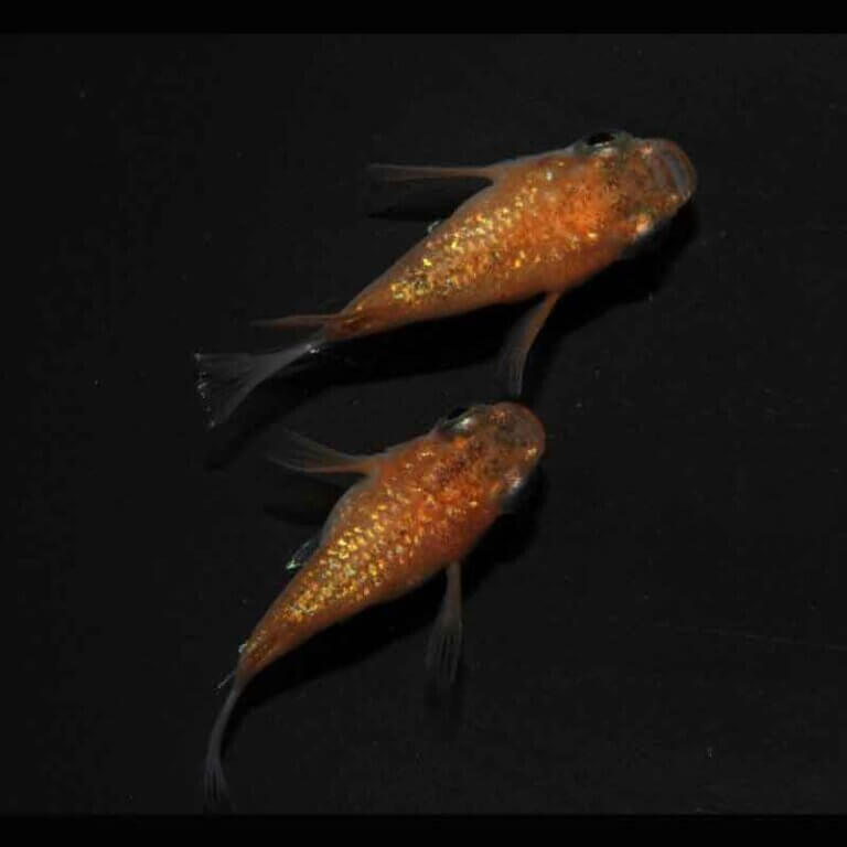 現物販売：メダカ「サンシャイン　半ダルマ／ダルマ　１ペア」