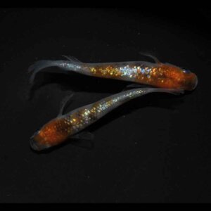 現物販売：メダカ「アース三色ヒレ長　１ペア」