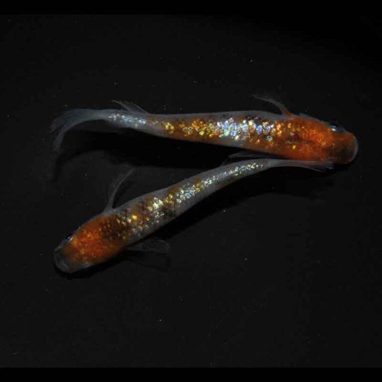 現物販売：メダカ「アース三色ヒレ長　１ペア」