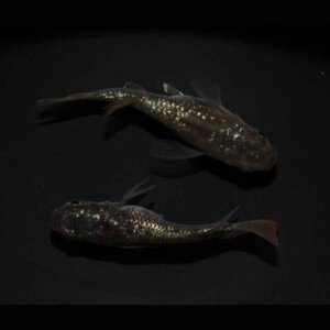 現物販売：メダカ「ネプチューンゴールド　半ダルマ／ダルマ　１ペア」