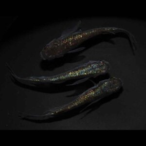 現物販売：メダカ「ネプチューンゴールドヒレ長　１ペア＋１」