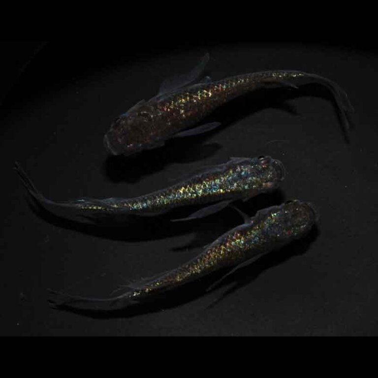 現物販売：メダカ「ネプチューンゴールドヒレ長　１ペア＋１」