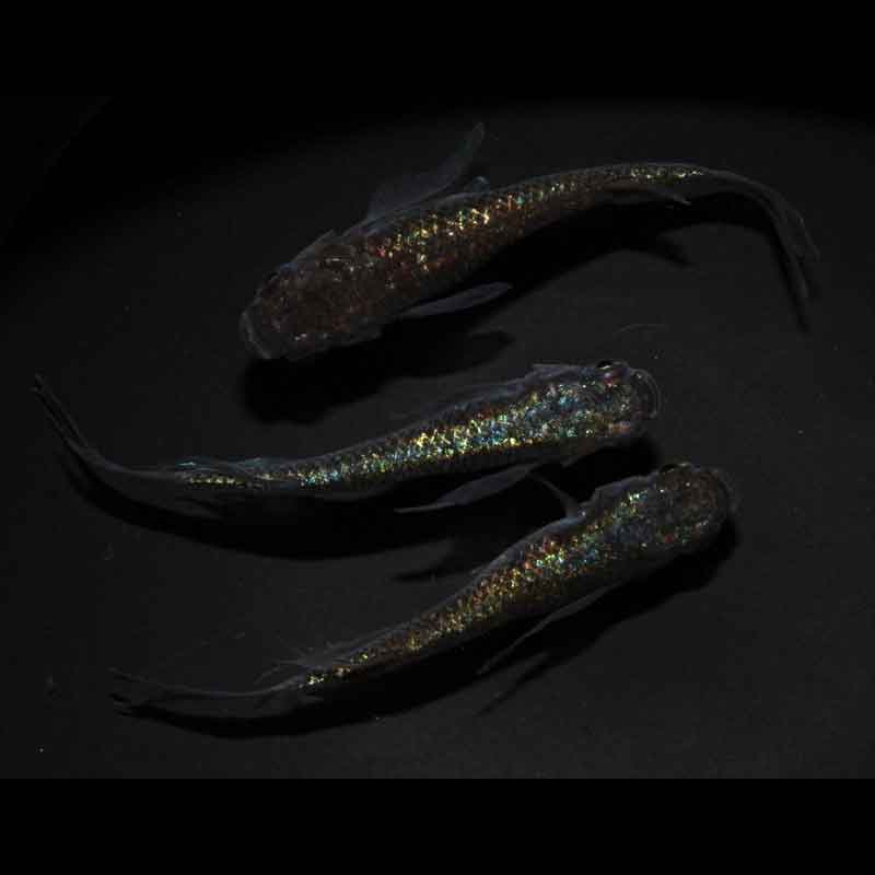 現物販売：メダカ「ネプチューンゴールドヒレ長　１ペア＋１」