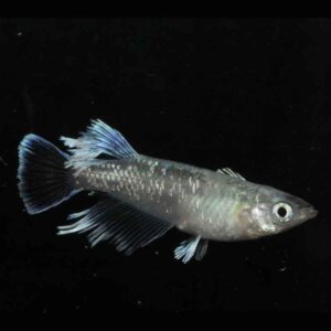 現物販売：メダカ「うなとろレーヴ　１ペア」