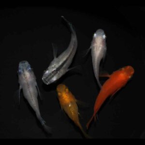 現物販売：メダカ「ミックス半ダルマ／ダルマ　５匹」