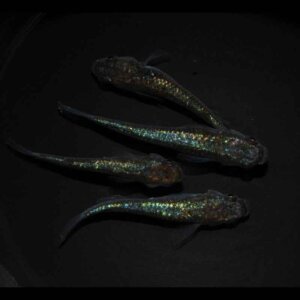 現物販売：メダカ「ネプチューンゴールド　２ペア」