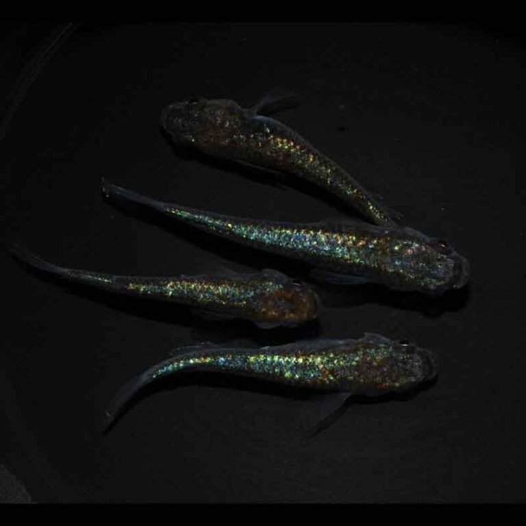 現物販売：メダカ「ネプチューンゴールド　２ペア」