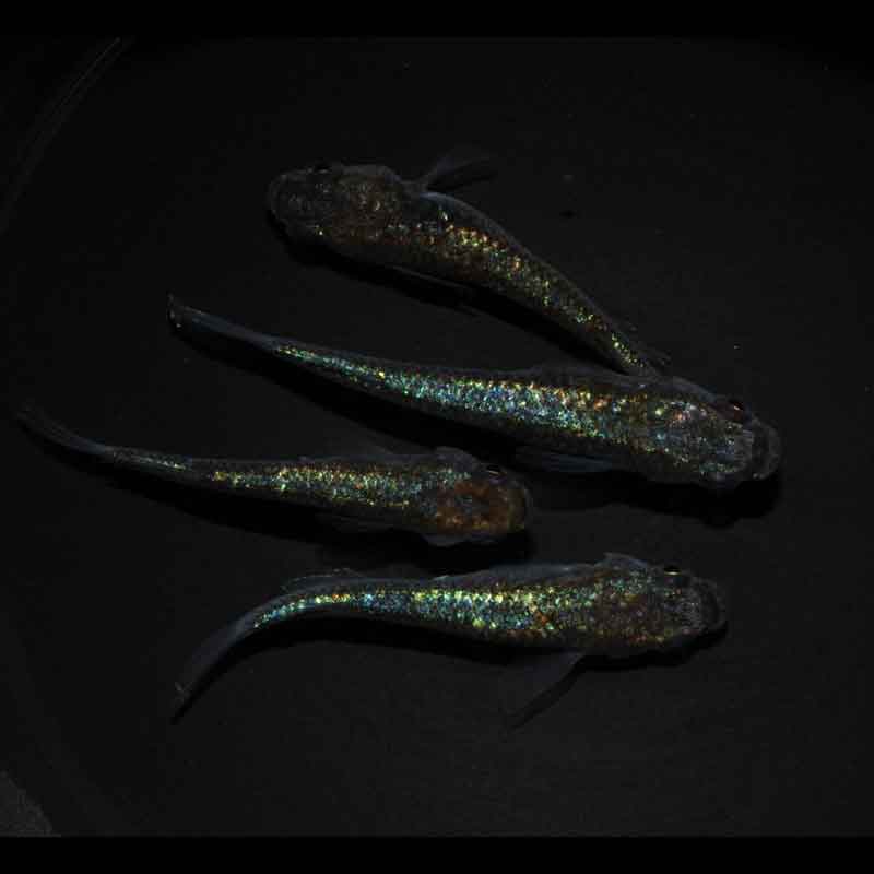 現物販売：メダカ「ネプチューンゴールド　２ペア」