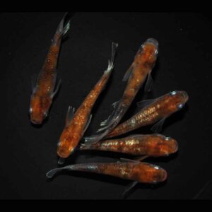 現物販売：メダカ「鏡花菊　Bクラス　３ペア」