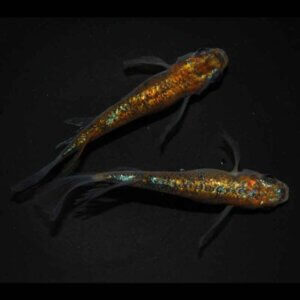 現物販売：メダカ「大輝(おおき)　１ペア」