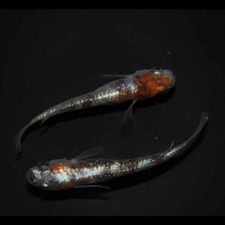 現物販売：メダカ「紅灯　１ペア」