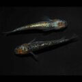現物販売：メダカ「煌　１ペア」